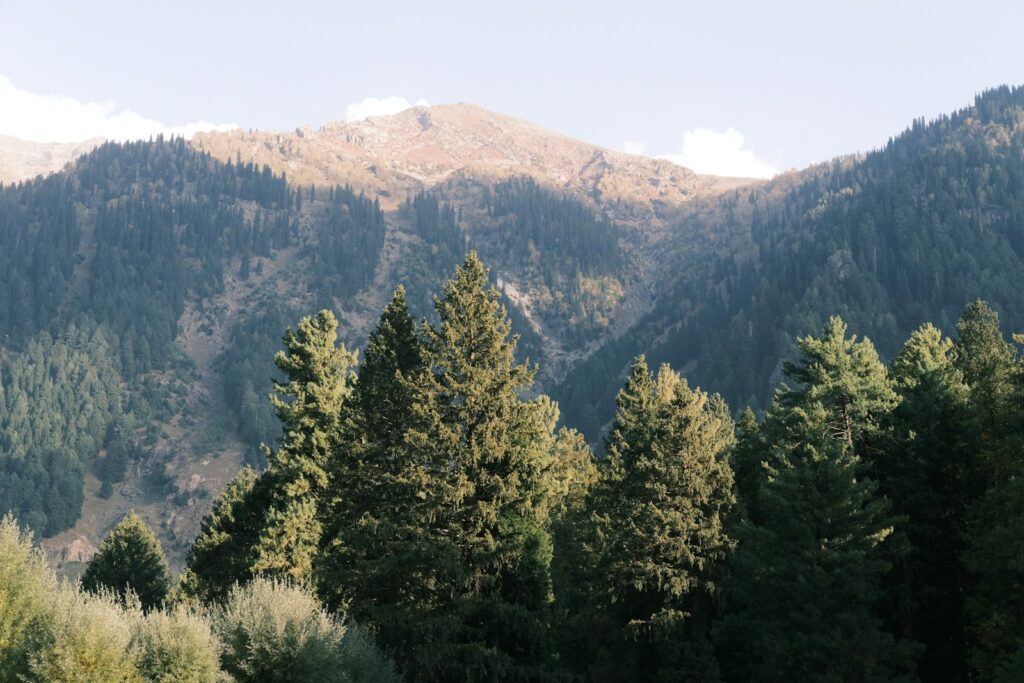 a group of trees in the foreground with mountains in the background