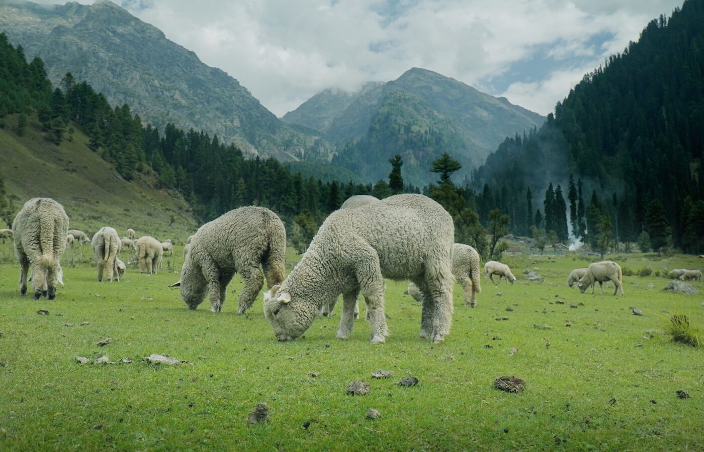 a herd of sheep grazing on a lush green field