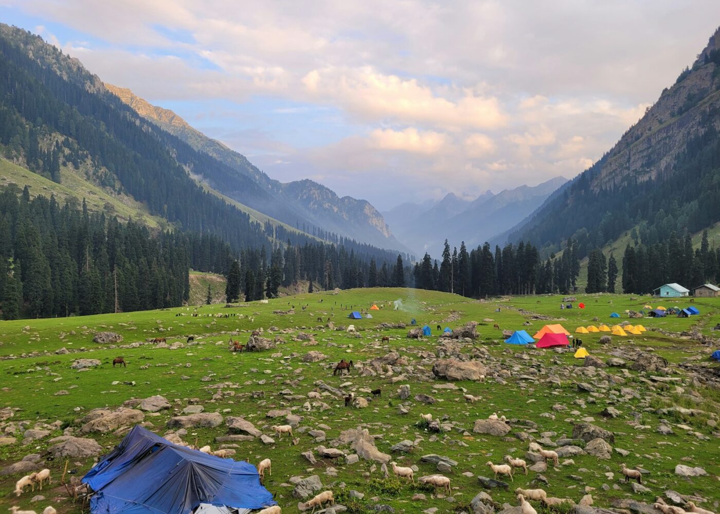 tents in a grassy field