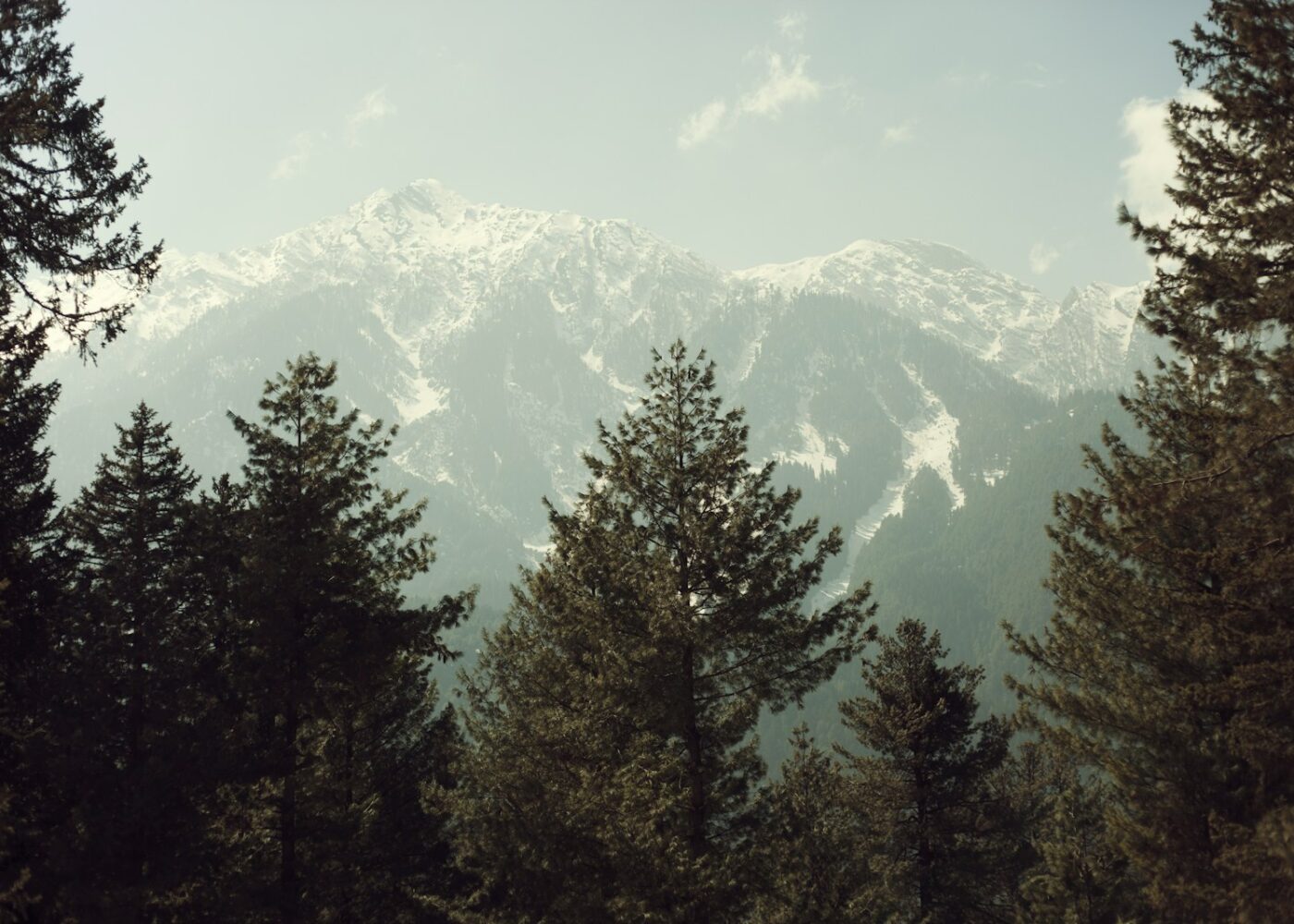 green pine trees at the bottom of the mountain