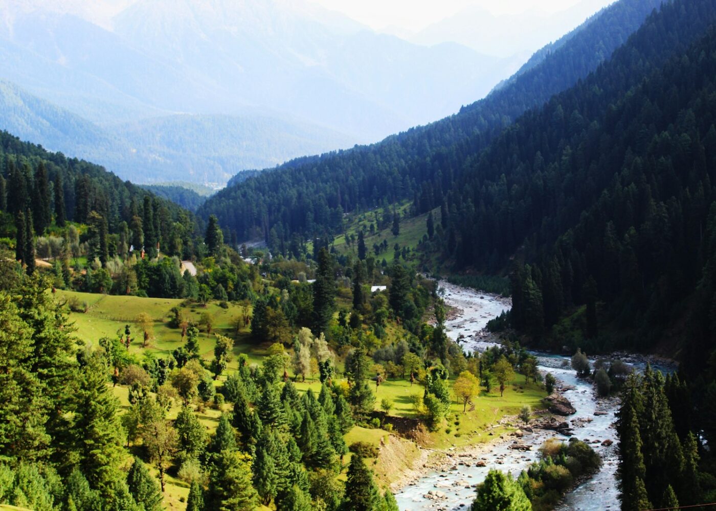 a river running through a lush green forest